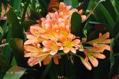 Clivia miniata